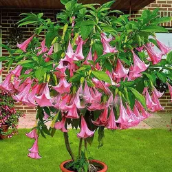 بذر شیپور فرشته (برگمانسیا) <br> بسته 5 عددی  <br> <i><b> Brugmansia suaveolens Pink </i> Seeds </b>