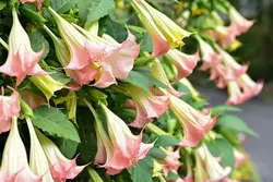 بذر شیپور فرشته (برگمانسیا) <br> بسته 5 عددی  <br> <i><b> Brugmansia suaveolens Pink </i> Seeds </b>