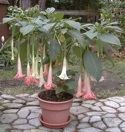 بذر شیپور فرشته (برگمانسیا) <br> بسته 5 عددی  <br> <i><b> Brugmansia suaveolens Pink </i> Seeds </b>