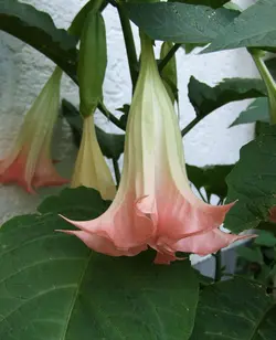 بذر شیپور فرشته (برگمانسیا) <br> بسته 5 عددی  <br> <i><b> Brugmansia suaveolens Pink </i> Seeds </b>