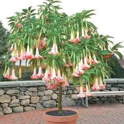 بذر شیپور فرشته (برگمانسیا) <br> بسته 5 عددی  <br> <i><b> Brugmansia suaveolens Pink </i> Seeds </b>