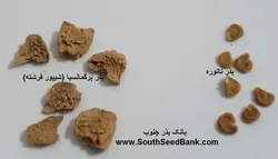بذر شیپور فرشته (برگمانسیا) <br> بسته 5 عددی  <br> <i><b> Brugmansia suaveolens Pink </i> Seeds </b>