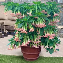 بذر شیپور فرشته (برگمانسیا) <br> بسته 5 عددی  <br> <i><b> Brugmansia suaveolens Pink </i> Seeds </b>