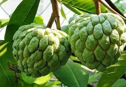 بذر شوگر اپل (سیب کاستارد) <br> تعداد 10 عدد بذر <br> Sugar Apple Seeds <br> <i><b>Annona squamosa</i> Seeds</b>