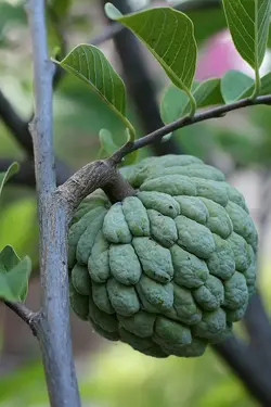 بذر شوگر اپل (سیب کاستارد) <br> تعداد 10 عدد بذر <br> Sugar Apple Seeds <br> <i><b>Annona squamosa</i> Seeds</b>