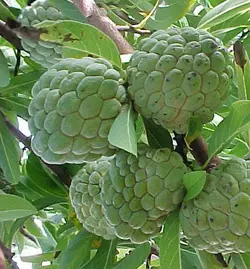 بذر شوگر اپل (سیب کاستارد) <br> تعداد 10 عدد بذر <br> Sugar Apple Seeds <br> <i><b>Annona squamosa</i> Seeds</b>