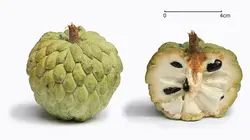 بذر شوگر اپل (سیب کاستارد) <br> تعداد 10 عدد بذر <br> Sugar Apple Seeds <br> <i><b>Annona squamosa</i> Seeds</b>