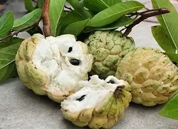 بذر شوگر اپل (سیب کاستارد) <br> تعداد 10 عدد بذر <br> Sugar Apple Seeds <br> <i><b>Annona squamosa</i> Seeds</b>