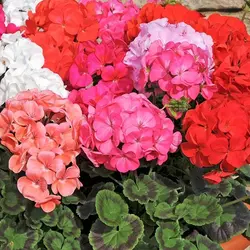 بذر شمعدانی میکس ماوریک <br> تعداد 5 عدد بذر <br> Maverick Mix Geranium <br><i><b> Pelargonium × hortorum </i> Seeds </b>