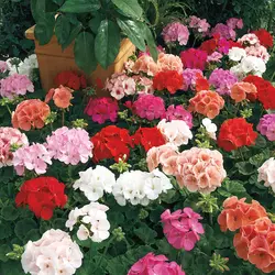 بذر شمعدانی میکس ماوریک <br> تعداد 5 عدد بذر <br> Maverick Mix Geranium <br><i><b> Pelargonium × hortorum </i> Seeds </b>