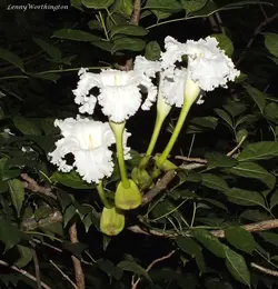 بذر شیپوری درختی موجدار معطر <br> تعداد 1 عدد بذر <br> Wavy Trumpet Tree Seeds <br><i><b> Dolichandrone serrulata </i> Seeds </b>