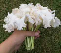 بذر شیپوری درختی موجدار معطر <br> تعداد 1 عدد بذر <br> Wavy Trumpet Tree Seeds <br><i><b> Dolichandrone serrulata </i> Seeds </b>