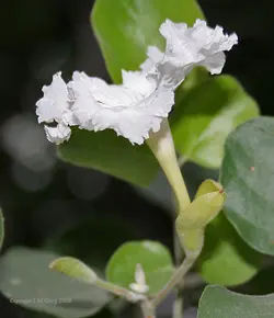 بذر شیپوری درختی موجدار معطر <br> تعداد 1 عدد بذر <br> Wavy Trumpet Tree Seeds <br><i><b> Dolichandrone serrulata </i> Seeds </b>