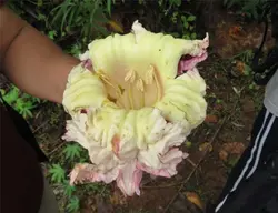 بذر شیپوری درختی هندی  بسته 5 عددی  Indian Trumpet flower Seeds <i><b> Oroxylum indicum </i> Seeds</b>