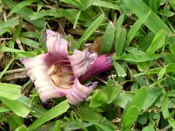 بذر شیپوری درختی هندی  بسته 5 عددی  Indian Trumpet flower Seeds <i><b> Oroxylum indicum </i> Seeds</b>