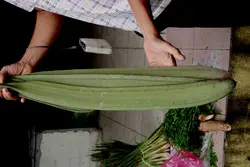 بذر شیپوری درختی هندی  بسته 5 عددی  Indian Trumpet flower Seeds <i><b> Oroxylum indicum </i> Seeds</b>