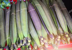 بذر شیپوری درختی هندی  بسته 5 عددی  Indian Trumpet flower Seeds <i><b> Oroxylum indicum </i> Seeds</b>