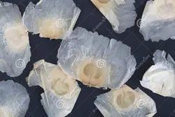 بذر شیپوری درختی هندی  بسته 5 عددی  Indian Trumpet flower Seeds <i><b> Oroxylum indicum </i> Seeds</b>