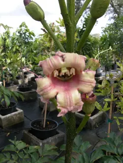 بذر شیپوری درختی هندی  بسته 5 عددی  Indian Trumpet flower Seeds <i><b> Oroxylum indicum </i> Seeds</b>