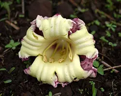 بذر شیپوری درختی هندی  بسته 5 عددی  Indian Trumpet flower Seeds <i><b> Oroxylum indicum </i> Seeds</b>