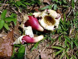 بذر شیپوری درختی هندی  بسته 5 عددی  Indian Trumpet flower Seeds <i><b> Oroxylum indicum </i> Seeds</b>