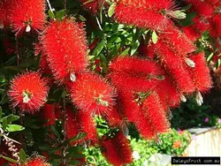 بذر شیشه شور  بسته 50 عددی  Bottlebrush Seeds  <i><b>Callistemon citrinus </i>Seeds<b>