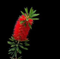 بذر شیشه شور  بسته 50 عددی  Bottlebrush Seeds  <i><b>Callistemon citrinus </i>Seeds<b>