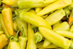 بذر فلفل قلمی موزی  بسته 10 عددی  Banana Pepper Seeds  Capsicum annuum 'Yellow Wax Pepper' Seeds