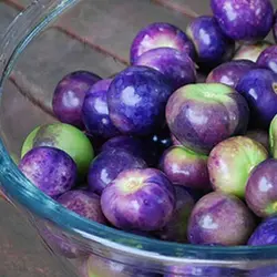 بذر فیسالیس بنفش  بسته 10 عددی  Purple Tomatillo Seeds  Physalis ixocarpa Seeds