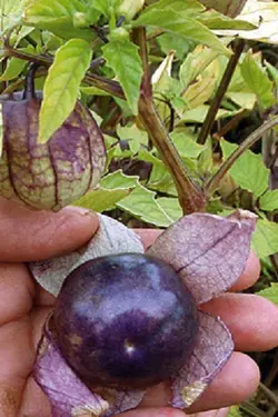 بذر فیسالیس بنفش  بسته 10 عددی  Purple Tomatillo Seeds  Physalis ixocarpa Seeds