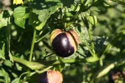 بذر فیسالیس بنفش  بسته 10 عددی  Purple Tomatillo Seeds  Physalis ixocarpa Seeds