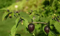 بذر فیسالیس بنفش  بسته 10 عددی  Purple Tomatillo Seeds  Physalis ixocarpa Seeds