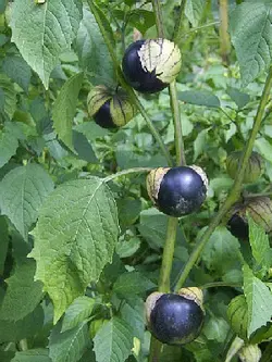 بذر فیسالیس بنفش  بسته 10 عددی  Purple Tomatillo Seeds  Physalis ixocarpa Seeds