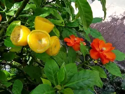 بذر کاکتوس پرسکیا (کاکتوس گل رز برگدار) <br> تعداد یک عدد بذر <br> Rose Cactus , Leaf Cactus <br><i><b> Pereskia bleo </i> Seeds </b>