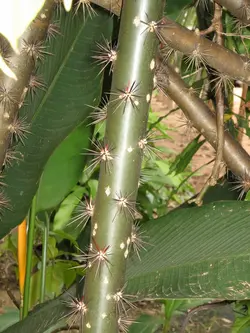 بذر کاکتوس پرسکیا (کاکتوس گل رز برگدار) <br> تعداد یک عدد بذر <br> Rose Cactus , Leaf Cactus <br><i><b> Pereskia bleo </i> Seeds </b>