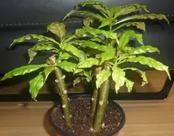 بذر کاکتوس پرسکیا (کاکتوس گل رز برگدار) <br> تعداد یک عدد بذر <br> Rose Cactus , Leaf Cactus <br><i><b> Pereskia bleo </i> Seeds </b>