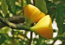 بذر کاکتوس پرسکیا (کاکتوس گل رز برگدار) <br> تعداد یک عدد بذر <br> Rose Cactus , Leaf Cactus <br><i><b> Pereskia bleo </i> Seeds </b>