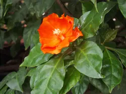 بذر کاکتوس پرسکیا (کاکتوس گل رز برگدار) <br> تعداد یک عدد بذر <br> Rose Cactus , Leaf Cactus <br><i><b> Pereskia bleo </i> Seeds </b>
