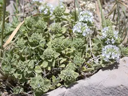 بذر کاکوتی کوهی چندساله <br> بسته 10 عددی <br><i><b> Ziziphora clinopodioides </i>Seeds</b>