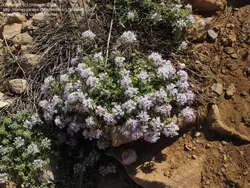 بذر کاکوتی کوهی چندساله <br> بسته 10 عددی <br><i><b> Ziziphora clinopodioides </i>Seeds</b>