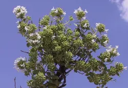 بذر کاکوتی کوهی چندساله <br> بسته 10 عددی <br><i><b> Ziziphora clinopodioides </i>Seeds</b>