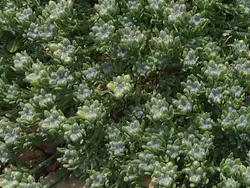 بذر کاکوتی کوهی چندساله <br> بسته 10 عددی <br><i><b> Ziziphora clinopodioides </i>Seeds</b>