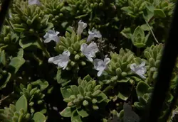 بذر کاکوتی کوهی چندساله <br> بسته 10 عددی <br><i><b> Ziziphora clinopodioides </i>Seeds</b>