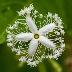 بذر کدو ماری <br> بسته 5 عددی بذر <br> Snake Gourd Seeds <br><i><b> Trichosanthes cucumerina  </i> Seeds</b>