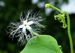 بذر کدو ماری <br> بسته 5 عددی بذر <br> Snake Gourd Seeds <br><i><b> Trichosanthes cucumerina  </i> Seeds</b>