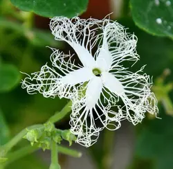 بذر کدو ماری <br> بسته 5 عددی بذر <br> Snake Gourd Seeds <br><i><b> Trichosanthes cucumerina  </i> Seeds</b>