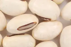 بذر کمیاب لوبیا جک <br>  یک عدد بذر <br> Jack Bean Seeds <br><i><b> Canavalia ensiformis </i> Seeds</b>