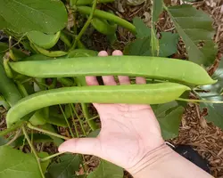 بذر کمیاب لوبیا جک <br>  یک عدد بذر <br> Jack Bean Seeds <br><i><b> Canavalia ensiformis </i> Seeds</b>