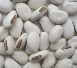 بذر کمیاب لوبیا جک <br>  یک عدد بذر <br> Jack Bean Seeds <br><i><b> Canavalia ensiformis </i> Seeds</b>