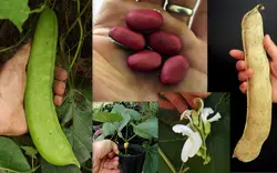 بذر کمیاب لوبیا شمشیری <br> بسته یک عددی بذر <br> Sword Bean Seeds <br><i><b> Canavalia gladiata </i> Seeds</b>